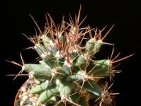 Thumbnail of 1714_Ferobergia spec._20150701_01(1).JPG